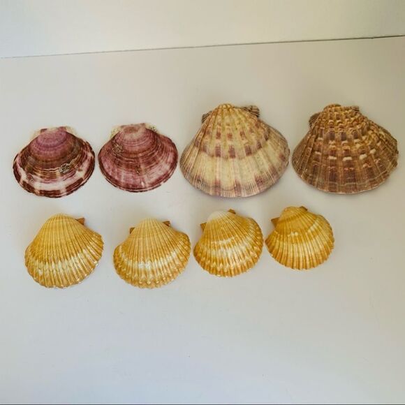 Sea Shells Lot of 8 - Picture 1 of 2